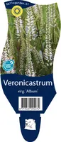 Veronicastrum (Virginische Ereprijs) - afbeelding 1