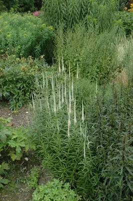 Veronicastrum (Virginische Ereprijs) - afbeelding 4