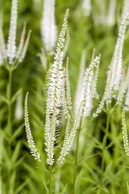 Veronicastrum (Virginische Ereprijs) - afbeelding 3