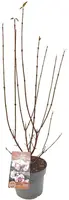 Viburnum bodnantense 'Charles Lamont' (Sneeuwbal) 60cm - afbeelding 1