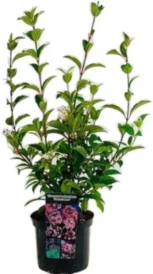 Viburnum bodnantense 'Charles Lamont' (Sneeuwbal) 80cm - afbeelding 1