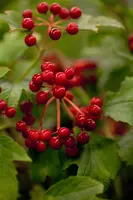 Viburnum opulus 'Compactum' (Gelderse roos 'Compactum') - afbeelding 2