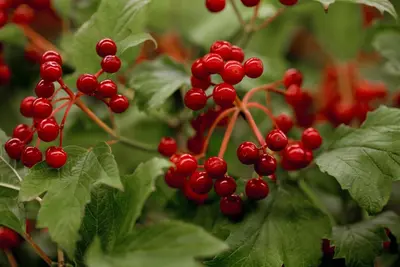 Viburnum opulus 'Compactum' (Gelderse roos 'Compactum') - afbeelding 1