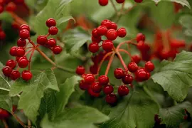 Viburnum opulus 'Compactum' (Gelderse roos 'Compactum') - afbeelding 1