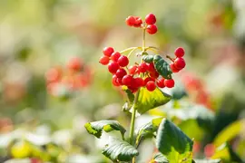 Viburnum opulus 'Compactum' (Gelderse roos 'Compactum') - afbeelding 3