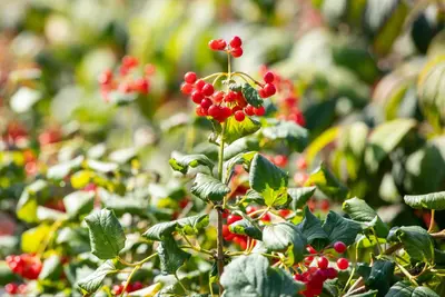 Viburnum opulus 'Compactum' (Gelderse roos 'Compactum') - afbeelding 4