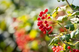Viburnum opulus 'Compactum' (Gelderse roos 'Compactum') - afbeelding 5