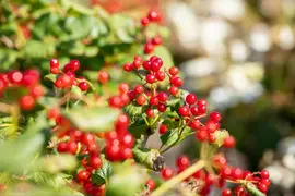 Viburnum opulus 'Compactum' (Gelderse roos 'Compactum') - afbeelding 6