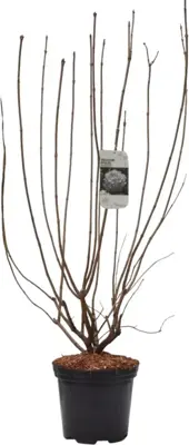 Viburnum opulus 'Roseum' (Gelderse roos) 125cm - afbeelding 2