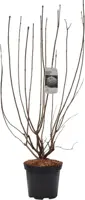 Viburnum opulus 'Roseum' (Gelderse roos) 125cm - afbeelding 2