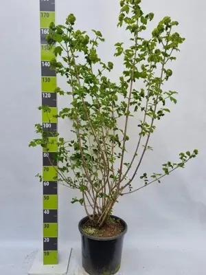 Viburnum opulus 'Roseum' (Gelderse roos) 125cm - afbeelding 5