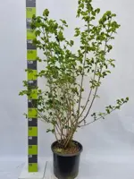 Viburnum opulus 'Roseum' (Gelderse roos) 125cm - afbeelding 6