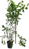 Viburnum opulus 'Roseum' (Gelderse roos) 125cm - afbeelding 1