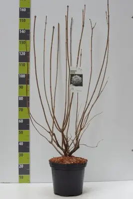 Viburnum opulus 'Roseum' (Gelderse roos) 125cm - afbeelding 3