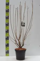 Viburnum opulus 'Roseum' (Gelderse roos) 125cm - afbeelding 3