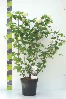 Viburnum opulus 'Roseum' (Gelderse roos) 125cm - afbeelding 3