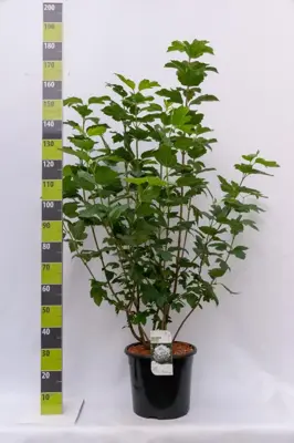 Viburnum opulus 'Roseum' (Gelderse roos) 125cm - afbeelding 5