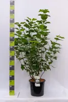 Viburnum opulus 'Roseum' (Gelderse roos) 125cm - afbeelding 4