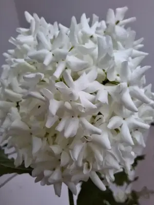 Viburnum opulus 'Roseum' (Gelderse roos) 125cm - afbeelding 7