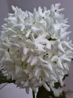 Viburnum opulus 'Roseum' (Gelderse roos) 125cm - afbeelding 7