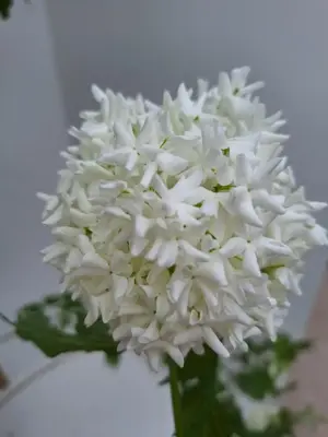 Viburnum opulus 'Roseum' (Gelderse roos) 125cm - afbeelding 8