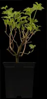 Viburnum opulus 'Roseum' (Viburnum 'Roseum') - afbeelding 3
