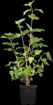 Viburnum opulus 'Roseum' (Viburnum 'Roseum') - afbeelding 5