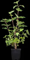 Viburnum opulus 'Roseum' (Viburnum 'Roseum') - afbeelding 5