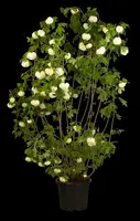 Viburnum opulus 'Roseum' (Viburnum 'Roseum') - afbeelding 18