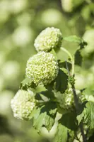 Viburnum opulus 'Roseum' (Viburnum 'Roseum') - afbeelding 7