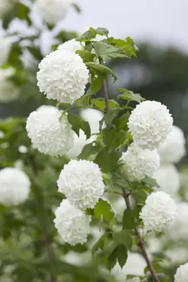 Viburnum opulus 'Roseum' (Viburnum 'Roseum') - afbeelding 9