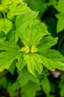 Viburnum opulus 'Roseum' (Viburnum 'Roseum') - afbeelding 14