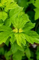 Viburnum opulus 'Roseum' (Viburnum 'Roseum') - afbeelding 14