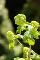 Viburnum opulus 'Roseum' (Viburnum 'Roseum') - afbeelding 19