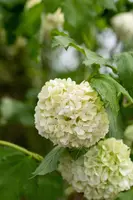 Viburnum opulus 'Roseum' (Viburnum 'Roseum') - afbeelding 22
