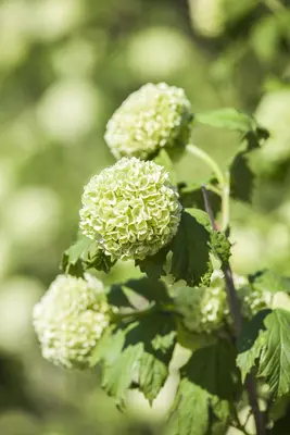 Viburnum opulus 'Roseum' (Viburnum 'Roseum') - afbeelding 7