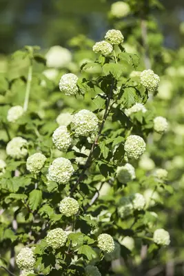 Viburnum opulus 'Roseum' (Viburnum 'Roseum') - afbeelding 8