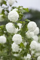 Viburnum opulus 'Roseum' (Viburnum 'Roseum') - afbeelding 9
