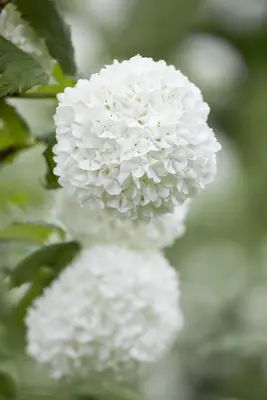 Viburnum opulus 'Roseum' (Viburnum 'Roseum') - afbeelding 10