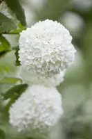 Viburnum opulus 'Roseum' (Viburnum 'Roseum') - afbeelding 10