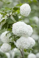 Viburnum opulus 'Roseum' (Viburnum 'Roseum') - afbeelding 11