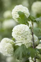 Viburnum opulus 'Roseum' (Viburnum 'Roseum') - afbeelding 13
