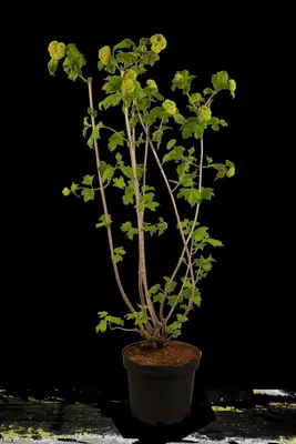 Viburnum opulus 'Roseum' (Viburnum 'Roseum') - afbeelding 17