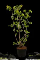 Viburnum opulus 'Roseum' (Viburnum 'Roseum') - afbeelding 17