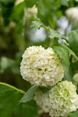 Viburnum opulus 'Roseum' (Viburnum 'Roseum') - afbeelding 22