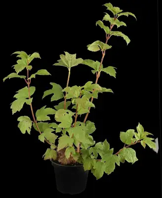 Viburnum opulus 'Roseum' (Viburnum 'Roseum') - afbeelding 1