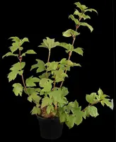 Viburnum opulus 'Roseum' (Viburnum 'Roseum') - afbeelding 1