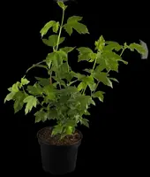 Viburnum opulus 'Roseum' (Viburnum 'Roseum') - afbeelding 2
