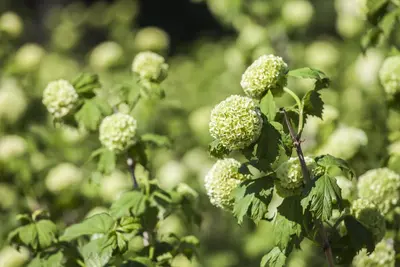 Viburnum opulus 'Roseum' (Viburnum 'Roseum') - afbeelding 6