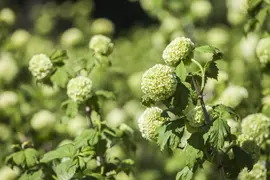Viburnum opulus 'Roseum' (Viburnum 'Roseum') - afbeelding 6